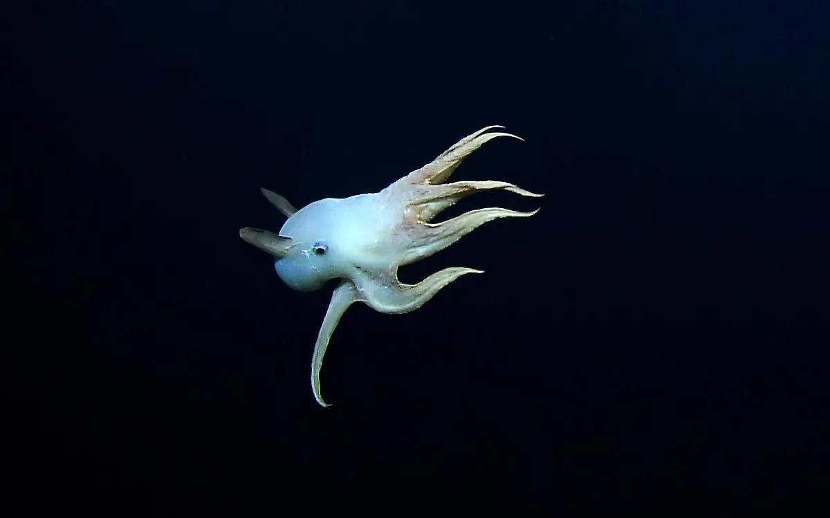 A ghostly Dumbo octopus is pictured in this handout photo Reuters